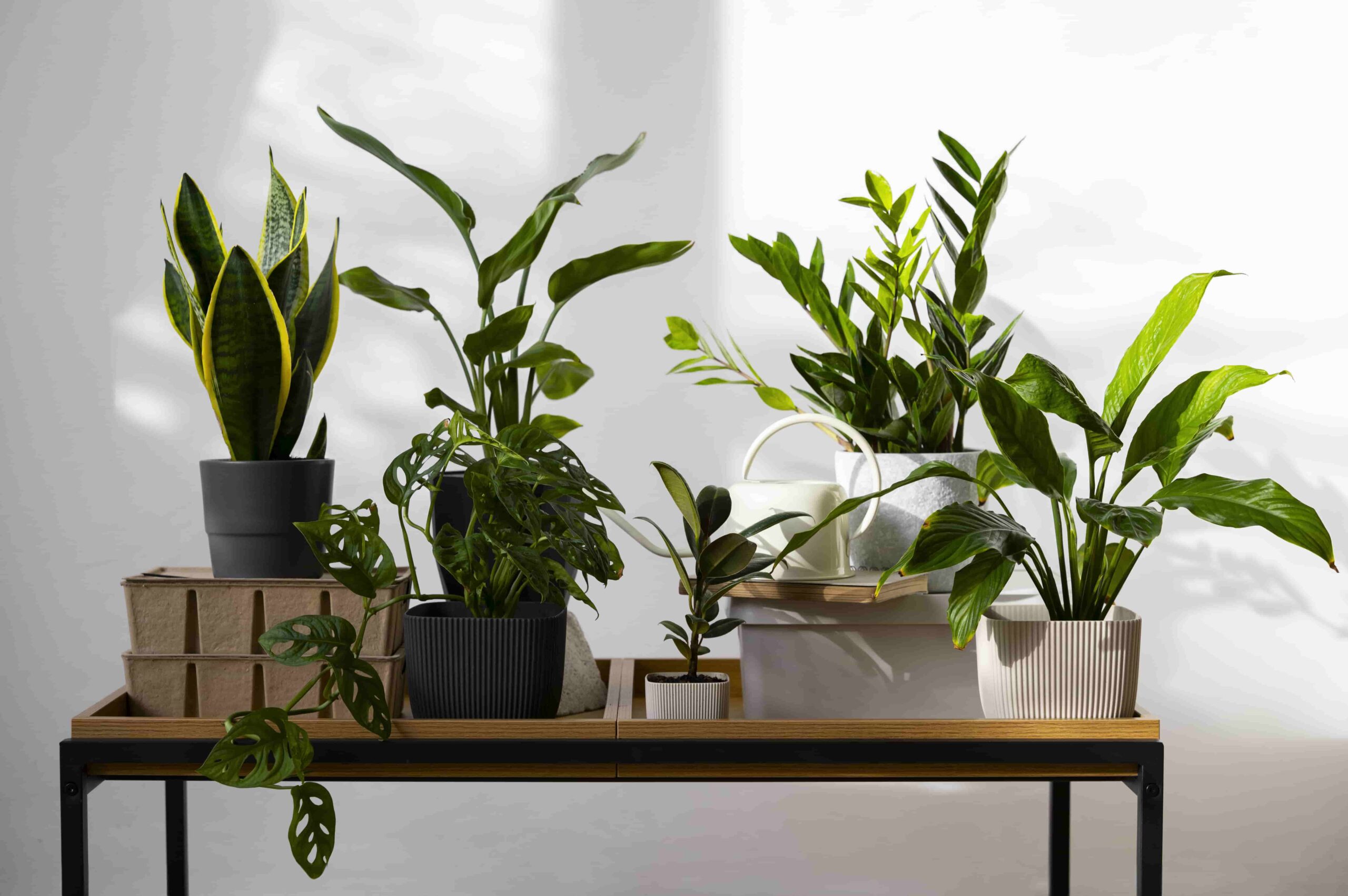 indoor-plants
